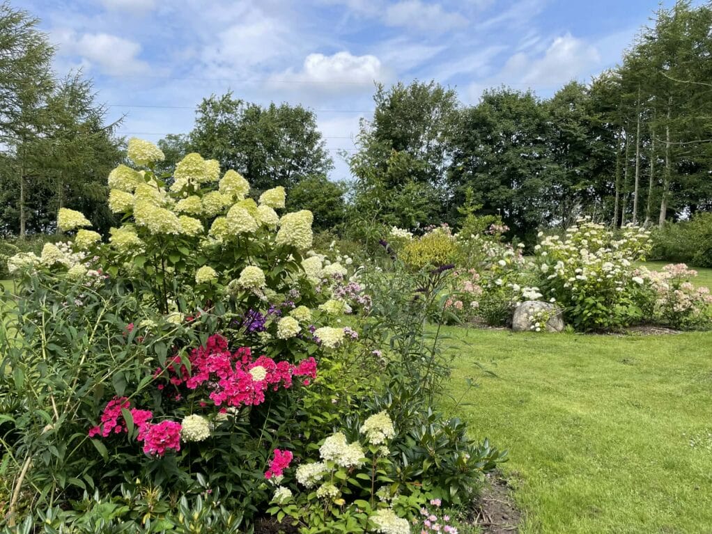 Blomstrende have med hortensia og grøn plæne