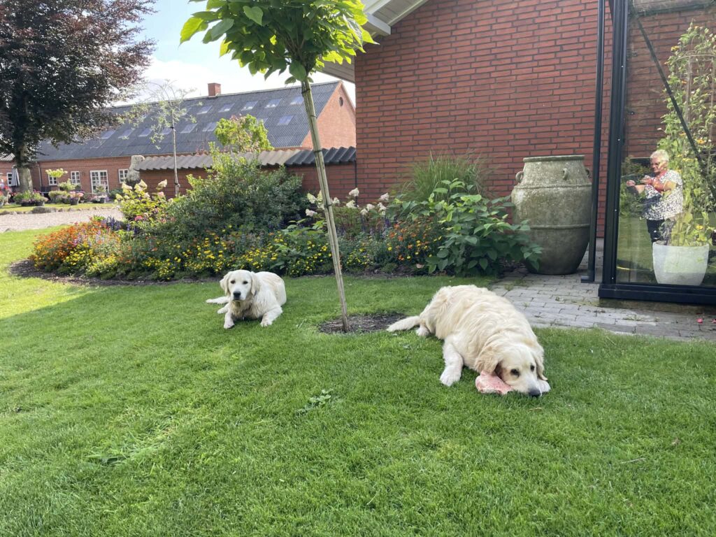 To hunde hviler i en grøn have ved hus.