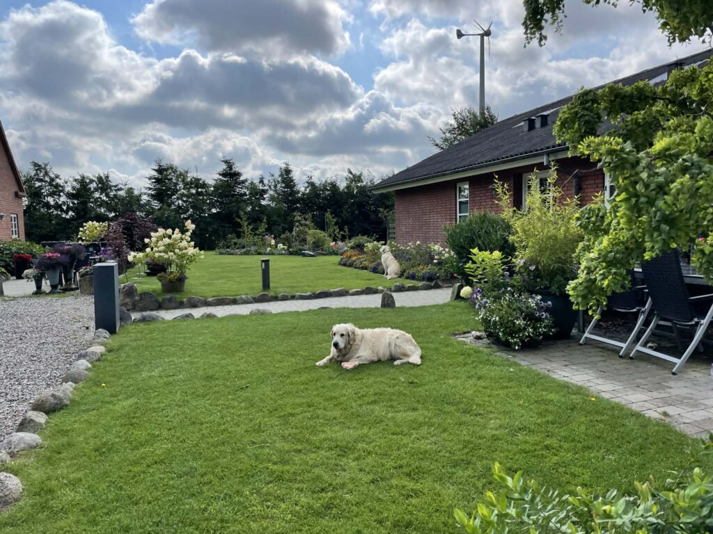 Hund hviler på grøn græsplæne ved murstenshus.